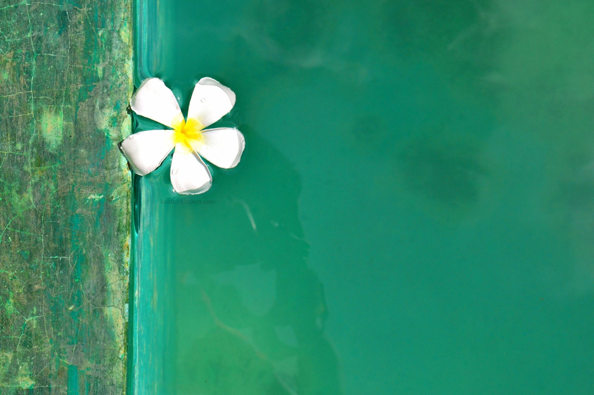 jasmine flowers floating at the poolside of kiwandani house_lamu food festival_kaluhiskitchen.com