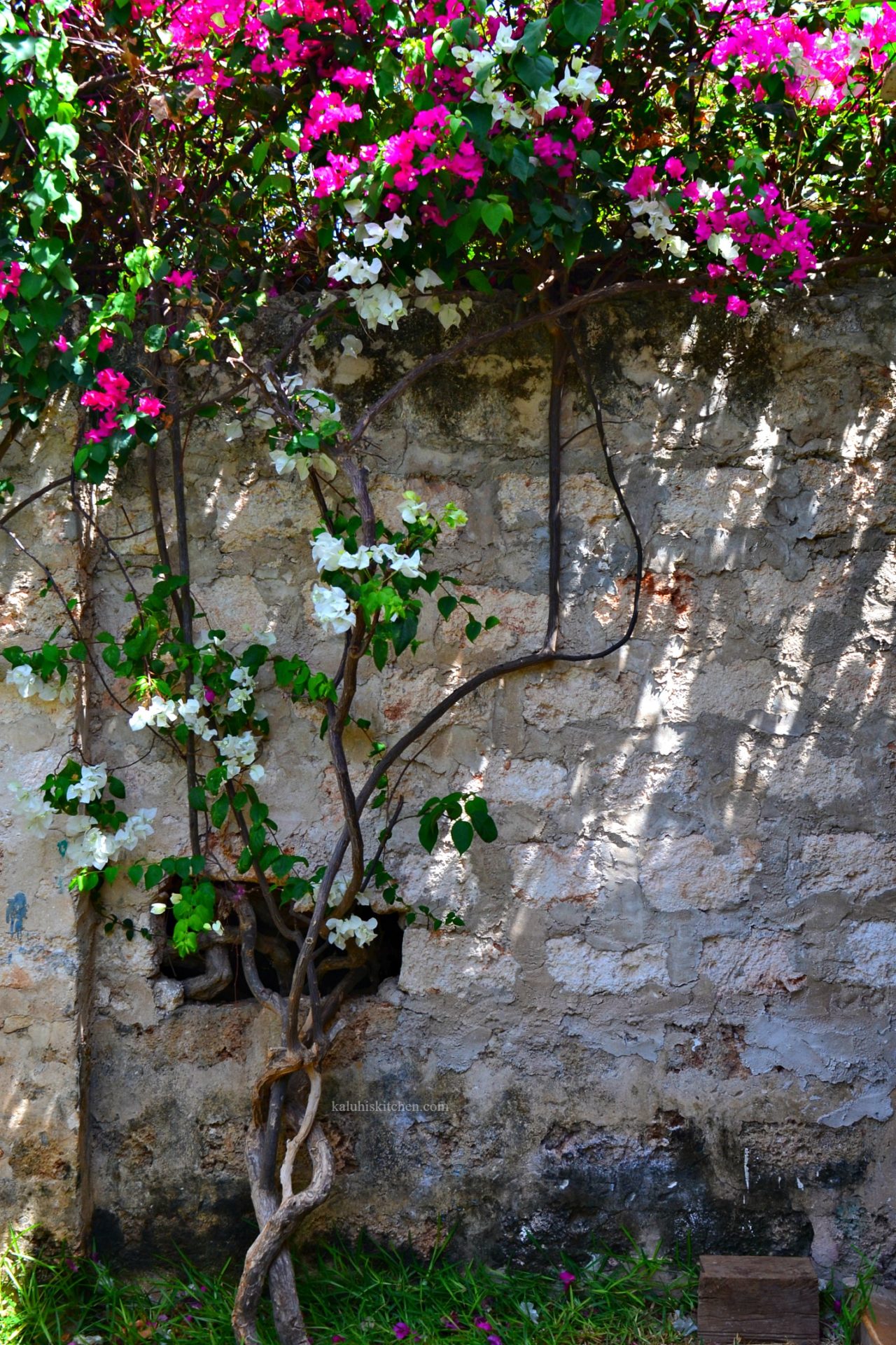 kiwandani house lamu_lamu food fesitval_bouganvilia flowers