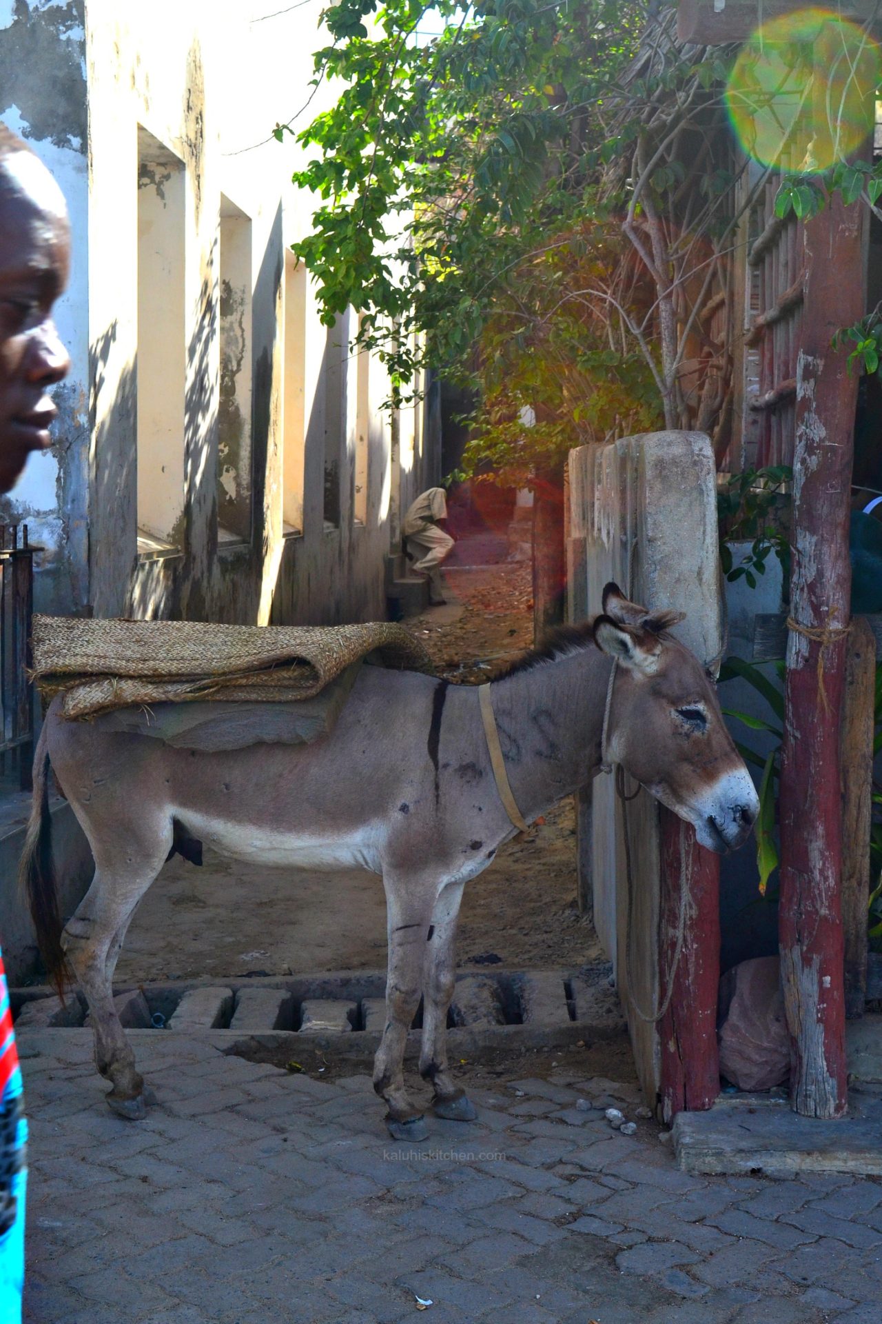 main mode of transportation on Lamu Island is the donkeys which are even more than the number of vehicles on the island_Lamu Island