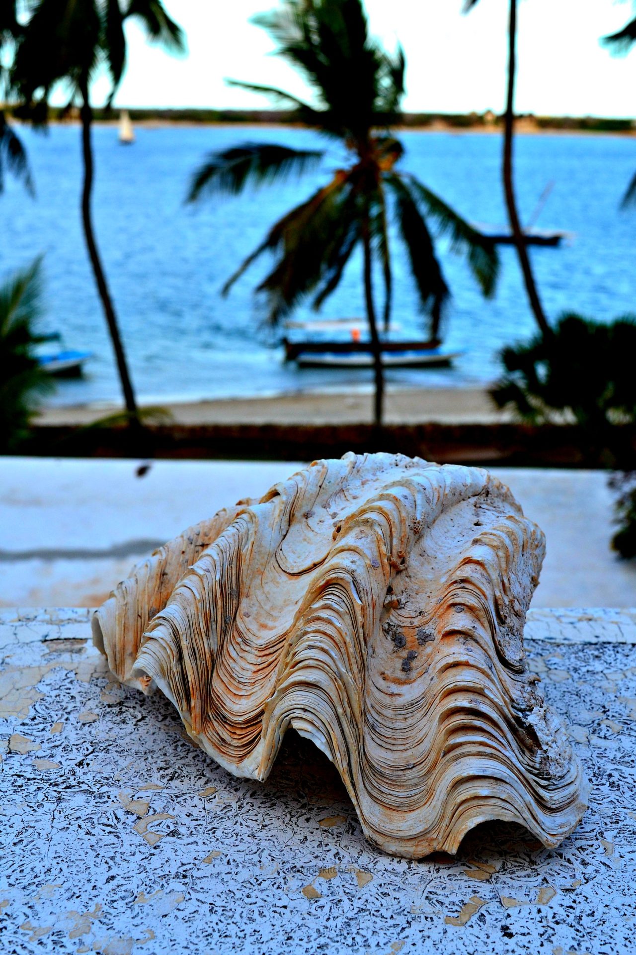 sea shells collected along the coast of Lamu are used by locals for soapdishes which gives various abodes warm rustic feel_kiwandani house_lamu moon houses