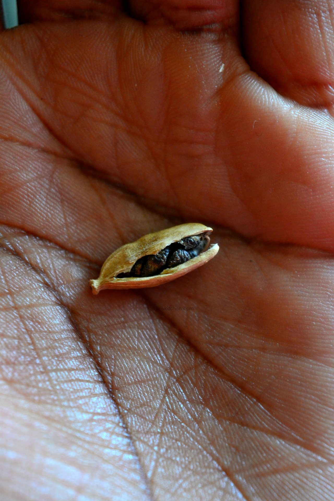 crush the hust of the cardamom pod open, extract the dark seeds inside and crush them until they pulverize_cardamom_how to cook with cardamom